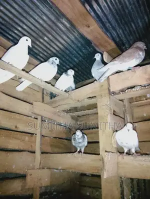 Timing Pigeon