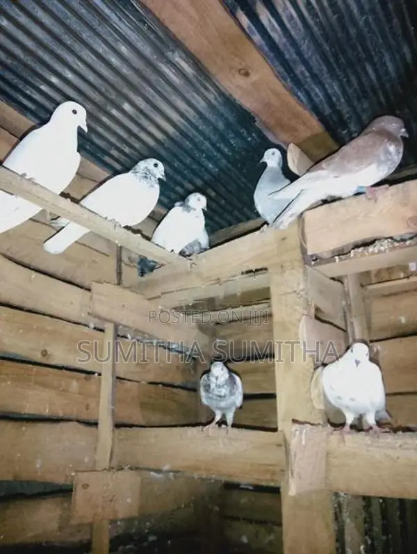 Timing Pigeon