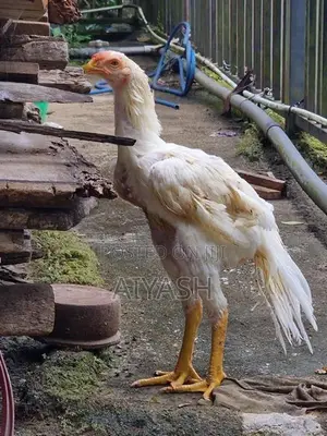Parrot Nose Rooster