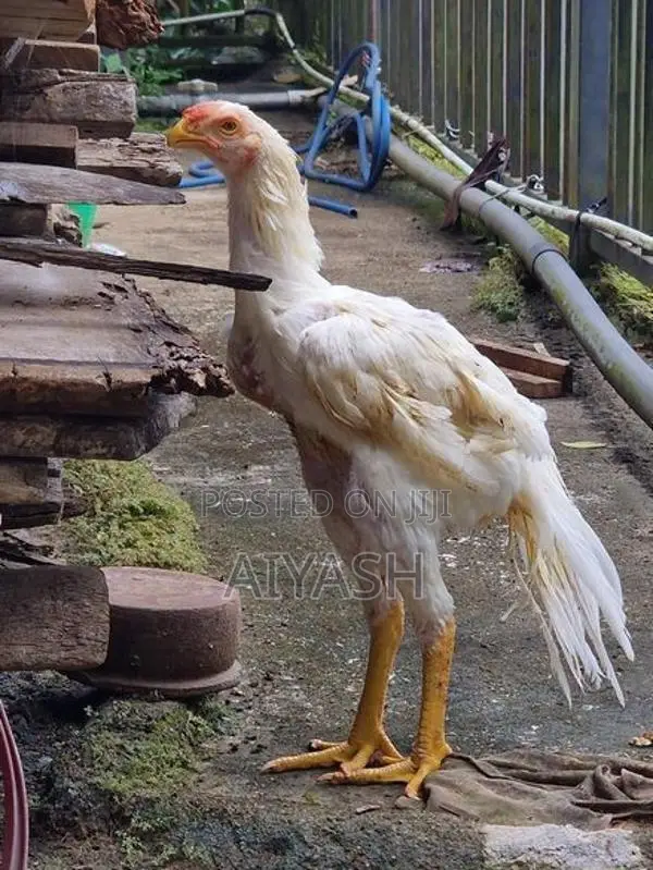 Parrot Nose Rooster