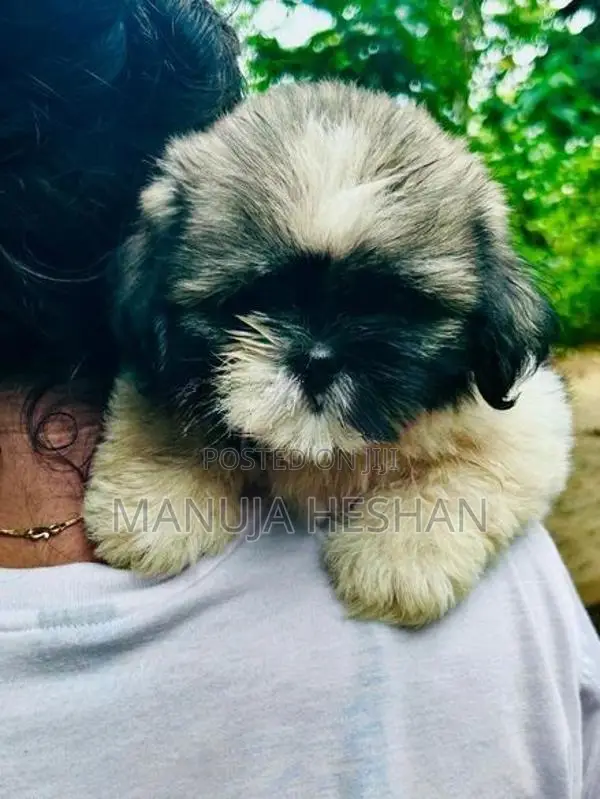 Shih Tzu Puppies
