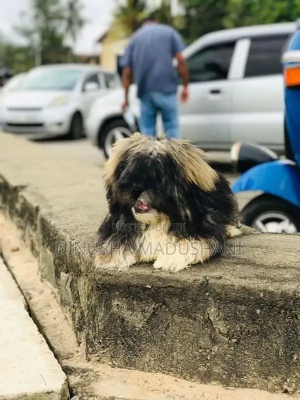 Shihtzu Puppies