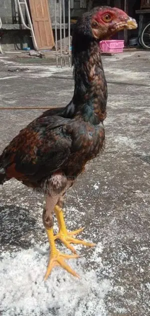 Rooster