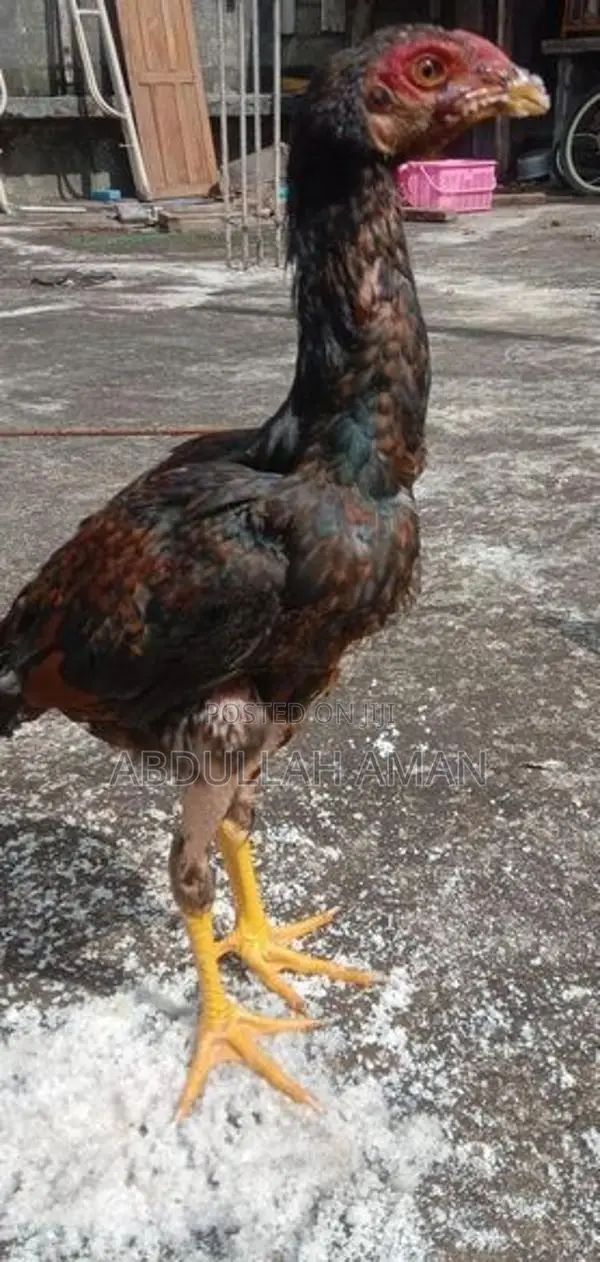 Rooster