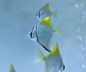 Mono Angel Fish