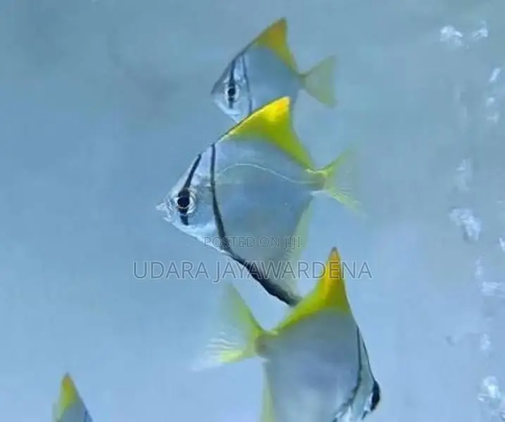 Mono Angel Fish