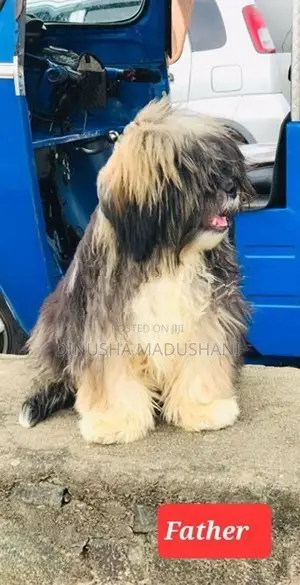 Shihtzu Puppies