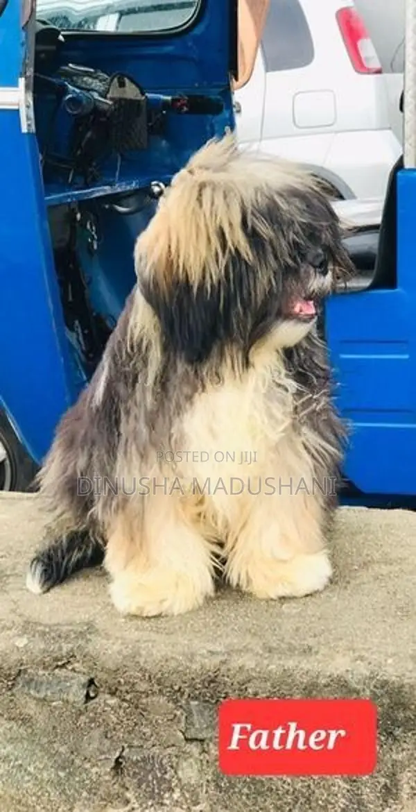 Shihtzu Puppies
