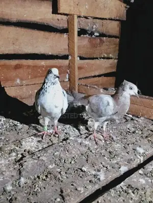 Timing Pigeon