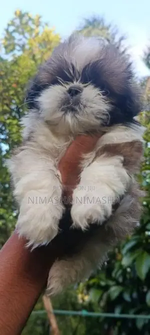 Shih Tzu Puppy