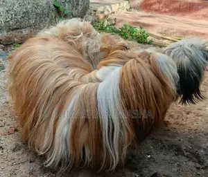 Shih Tzu Puppy
