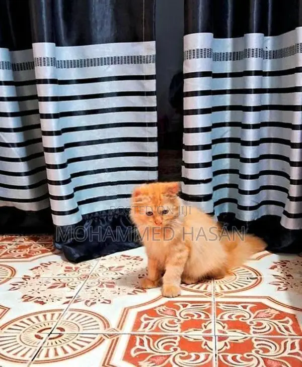 Persian Cat