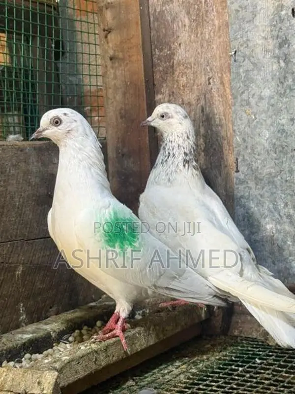 Pigeon