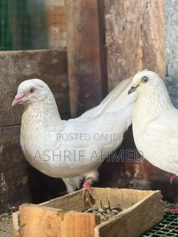 Pigeon