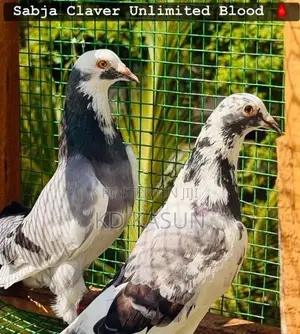 Pigeons