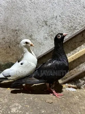 Pigeons