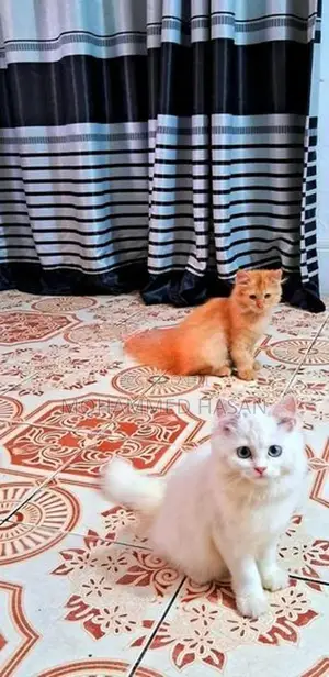 Persian Cat