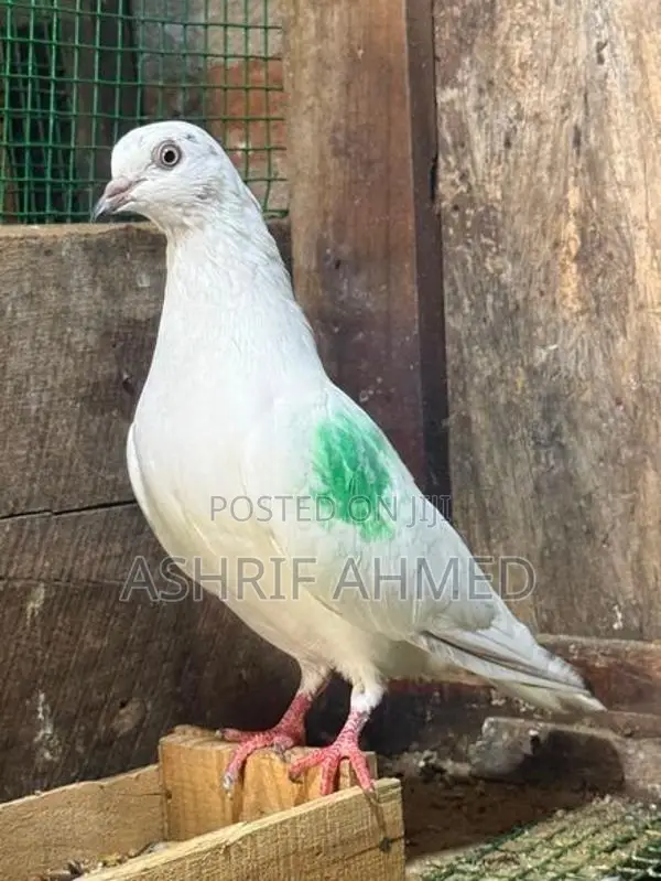 Pigeon