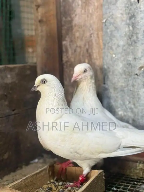 Pigeon