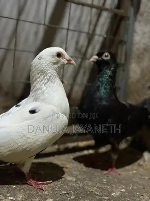 Pigeons