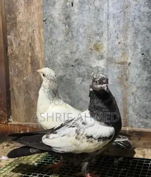 Pigeon