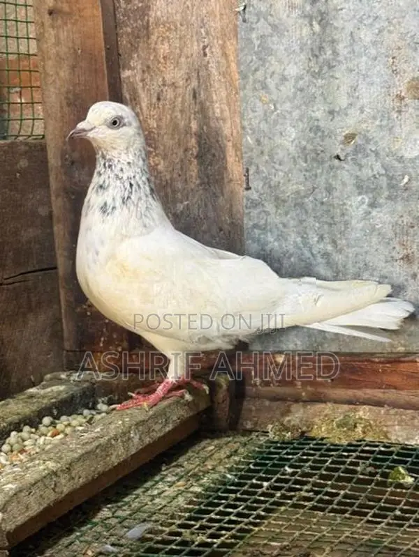 Pigeon