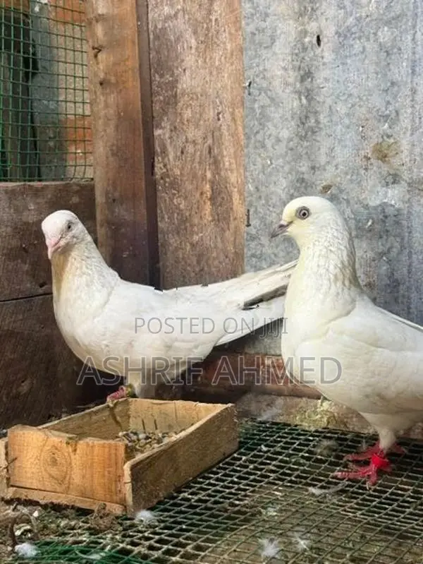 Pigeon