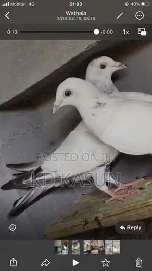 Pigeons