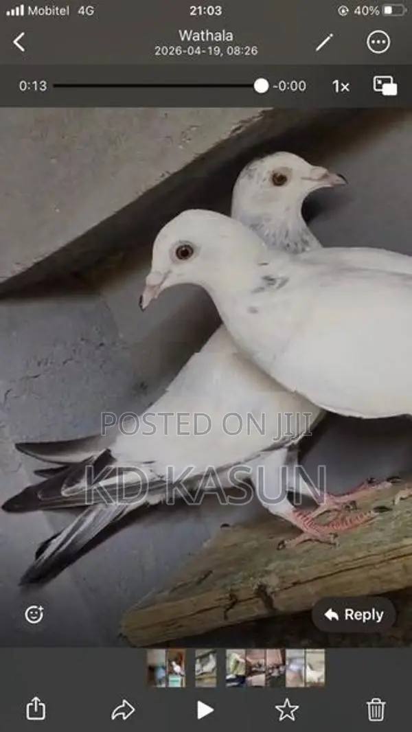 Pigeons