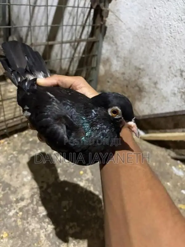Pigeons