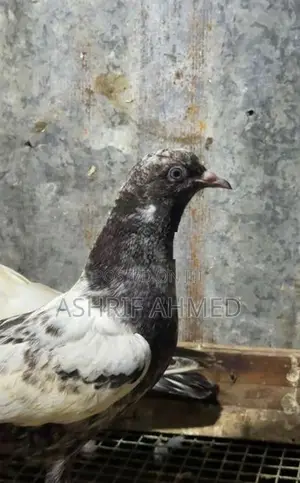 Pigeon