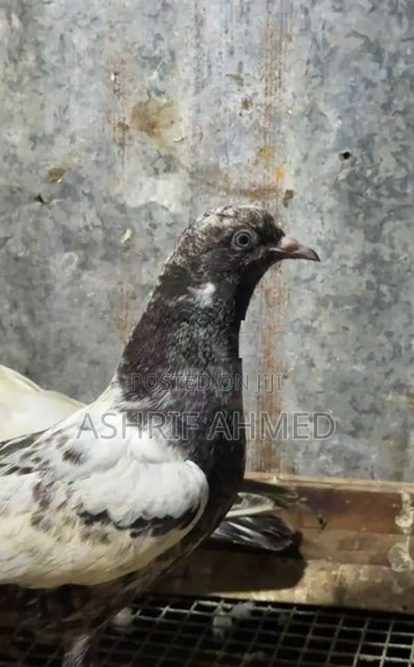 Pigeon