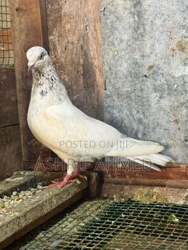 Pigeon