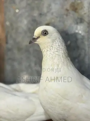 Pigeon