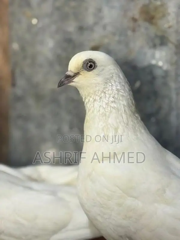 Pigeon