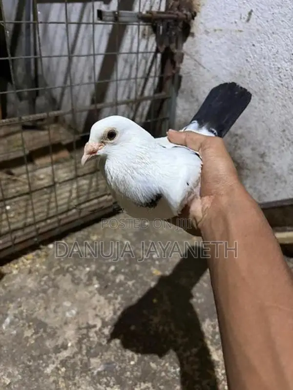 Pigeons