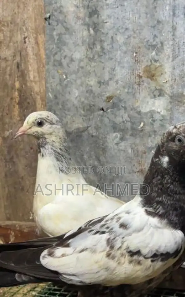 Pigeon