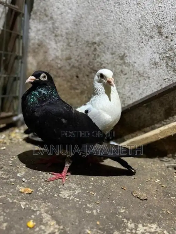 Pigeons