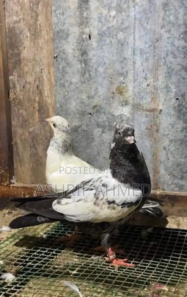 Pigeon