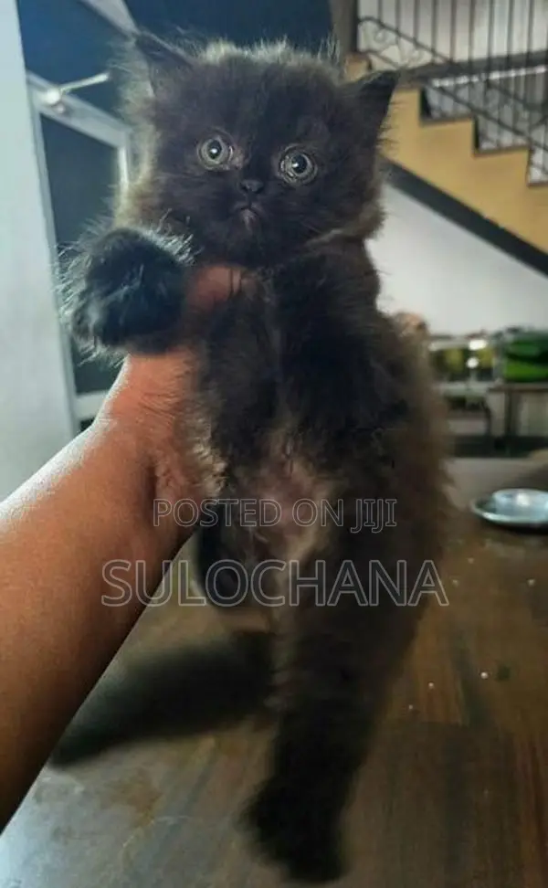 Persian kittens