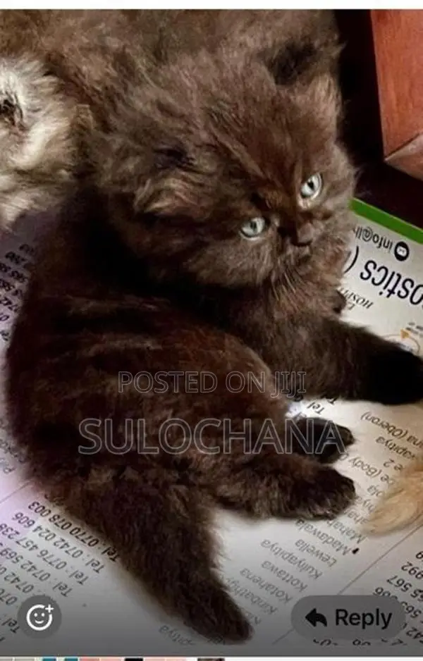 Persian kittens