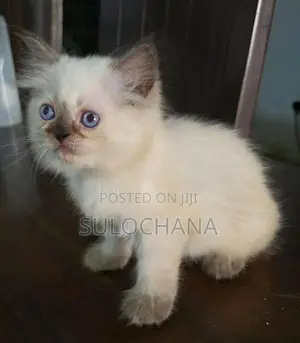 Persian kittens