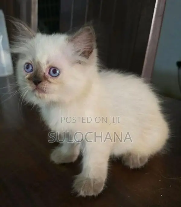 Persian kittens