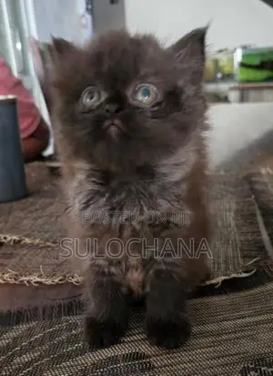 Persian kittens