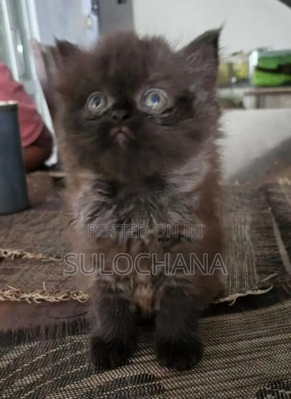 Persian kittens