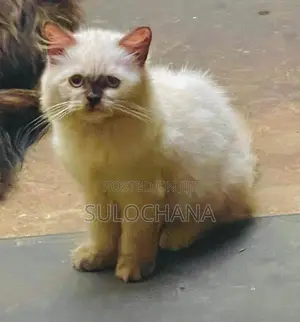 Persian kittens