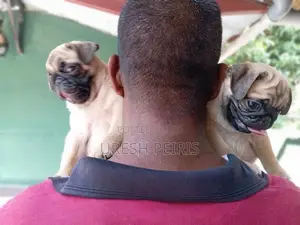Pug Puppies