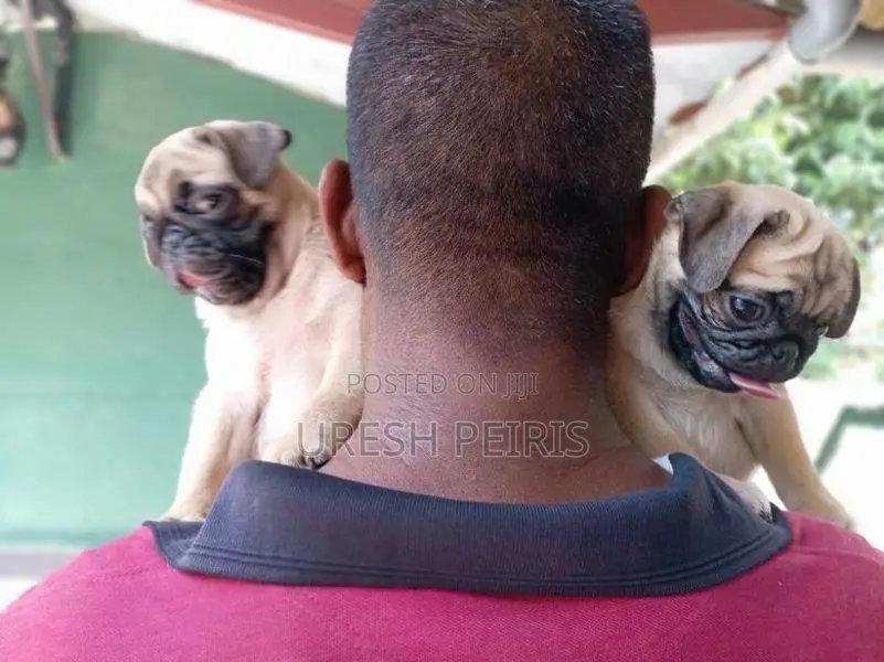 Pug Puppies