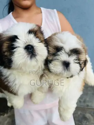 Shih Tzu Puppy