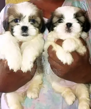 Shih Tzu Puppy